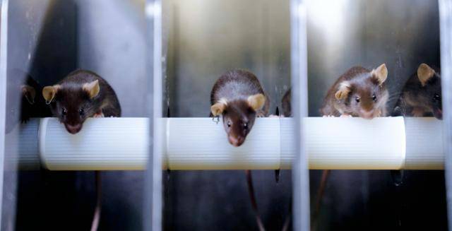 神二十一有4只“小鼠航天员”！选拔Vlog公开→