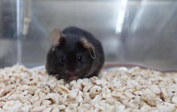 为4只“太空小鼠”取名，网友：从从、容容、游刃、有余……