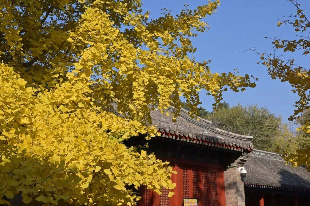 绝美！北京秋季颜值已达巅峰！这样定格最美秋天！