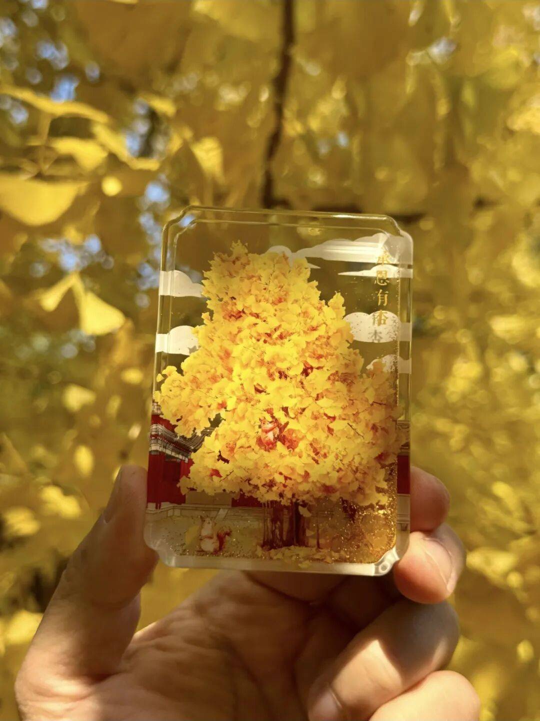 绝美！北京秋季颜值已达巅峰！这样定格最美秋天！