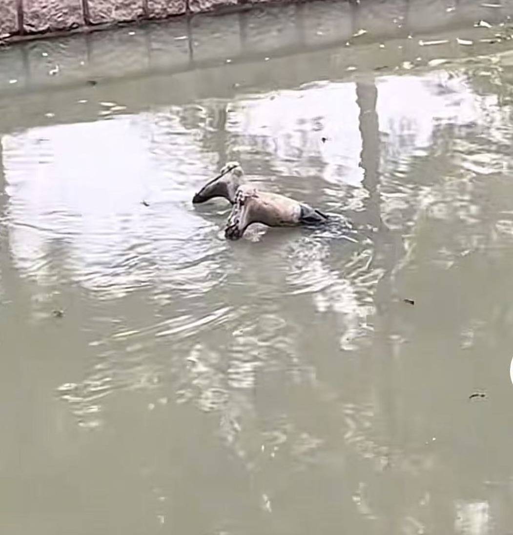 上海一男子报警称发现“浮尸”！多部门“全副武装”赶来，结局反转：捞起一双长筒雨鞋